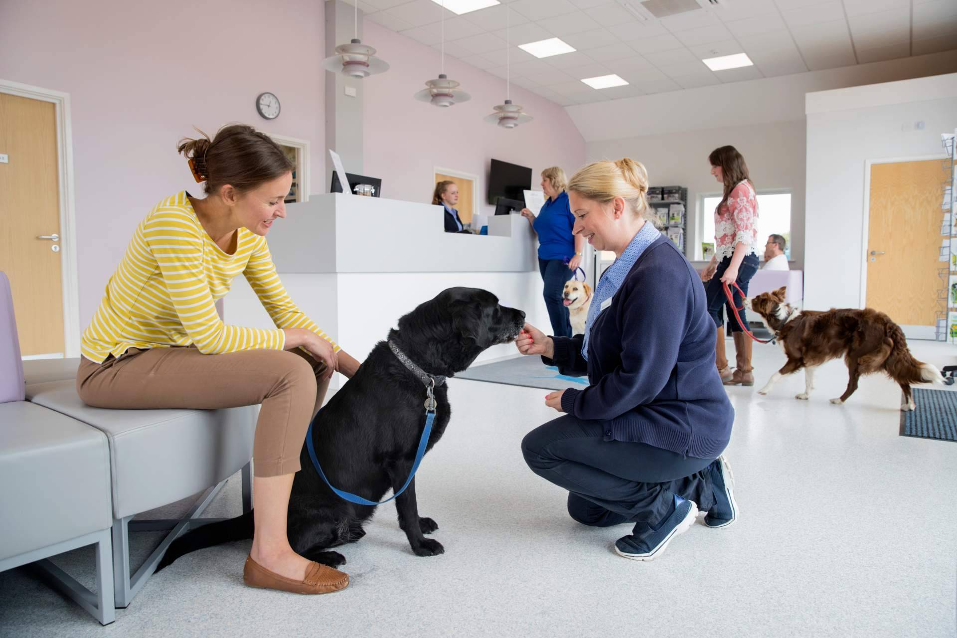 Evaluaciones psicológicas emotional support animal para viajar con mascota