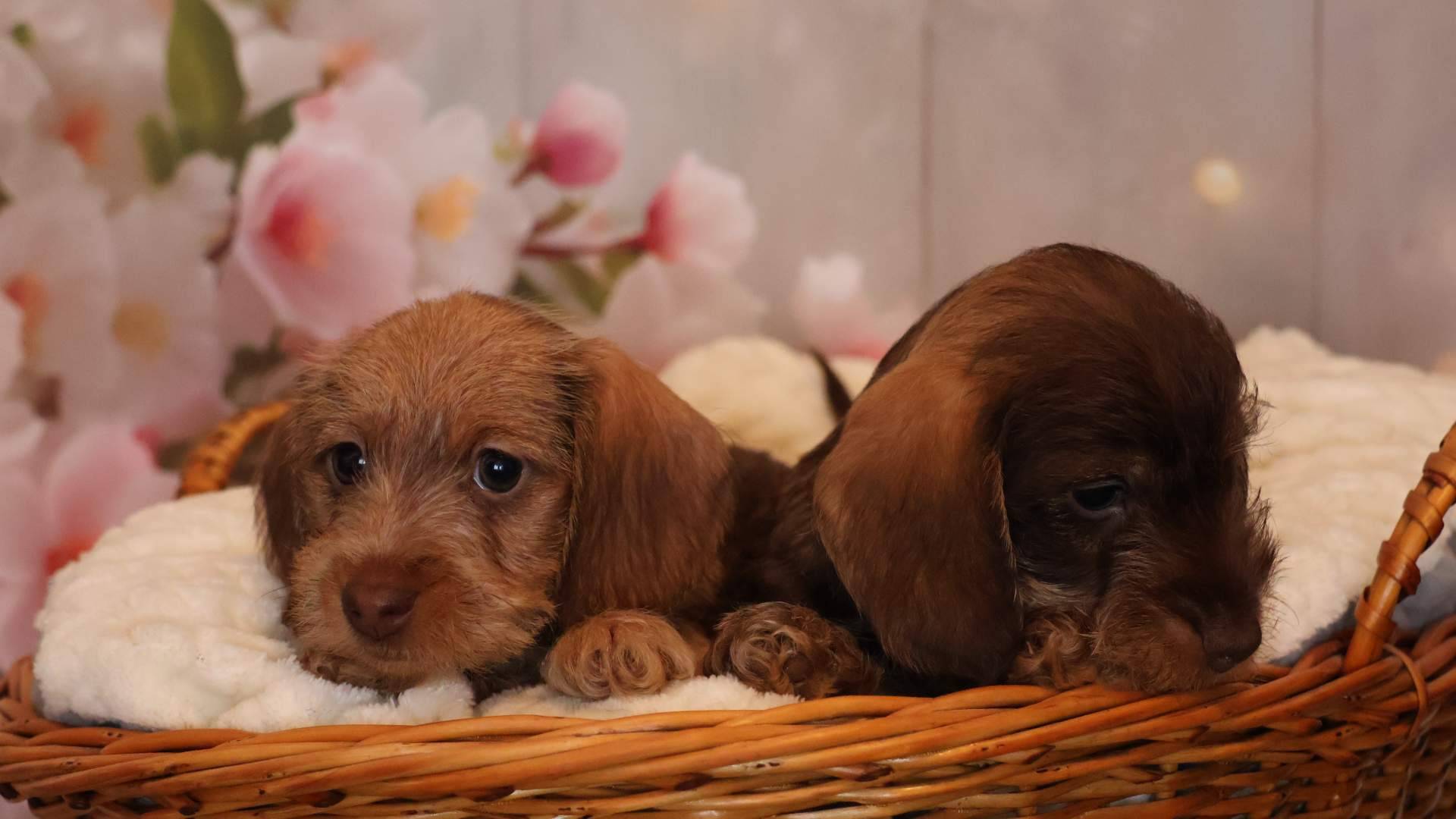 Qué tener en cuenta al elegir un cachorro de Teckel